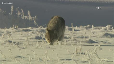 Wolves that killed calf aren't part of Colorado reintroduction | 9news.com