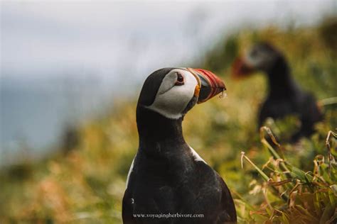 Puffins in Scotland: Where, When & How to See Them - Voyaging Herbivore