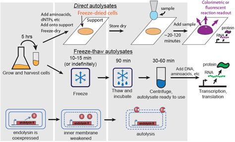 Bacterial Cell Lysis Buffer Recipe | Bryont Blog