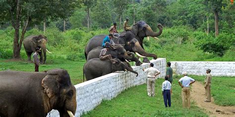 Dubare Elephant Camp, Coorg, Karnataka, Tourism, 2022 | How to reach Dubare Elephant Camp ...