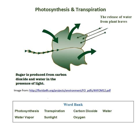 Photosynthesis & Transpiration Diagram | Quizlet