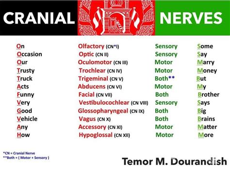 The 25+ best Cranial nerves ideas on Pinterest | Cranial nerves anatomy, Cranial nerves mnemonic ...