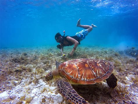 Snorkeling - Soufriere Marine Management Association