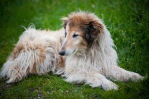 An older dog has a longer attention span, which makes training easier