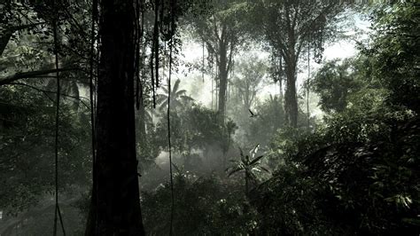 Rain Forest Wallpaper (62+ images)