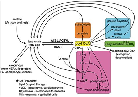 Acyl-CoAs Profile Service - Creative Proteomics