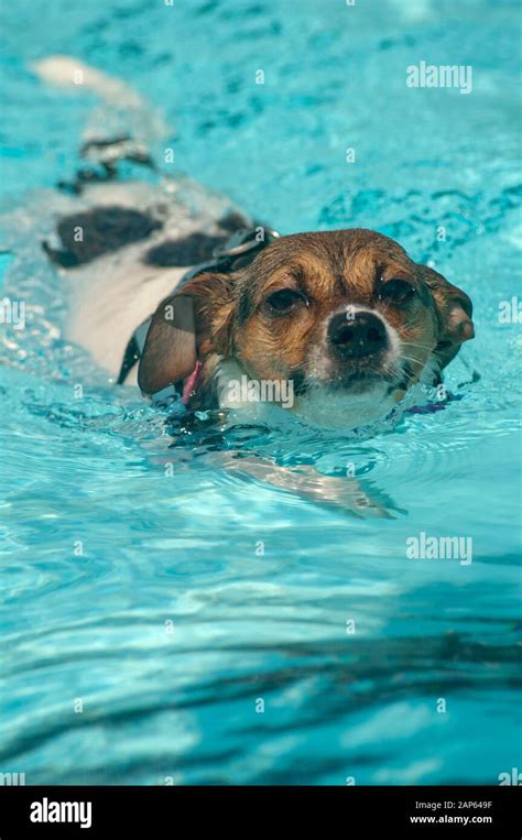 A small dog swims in a swimming pool Stock Photo - Alamy