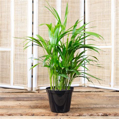 Buy Bamboo Palm Plant Online at Best Price in kerala from geturpet.com