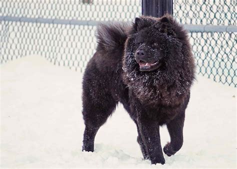 Chow Chow: Dog Breed Characteristics & Care