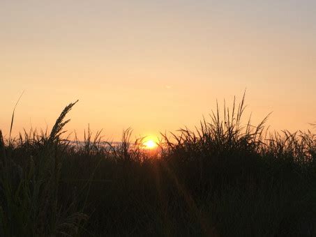 Free Images : tree, nature, horizon, silhouette, sun, sunrise, sunset, mist, field, sunlight ...