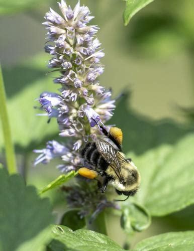 Common Eastern Bumble Bee | Nature of the Lake | lakemagazine.life