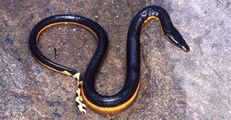 7 Snakes in Hawaii (All are Invasive!) - A-Z Animals