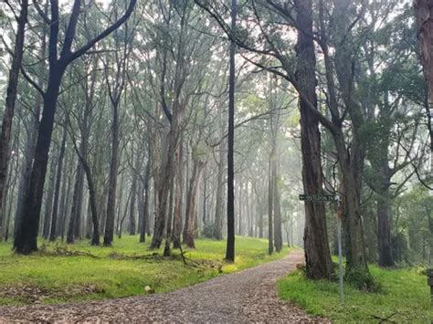 10 Best Hikes and Trails in Dandenong Ranges National Park | AllTrails