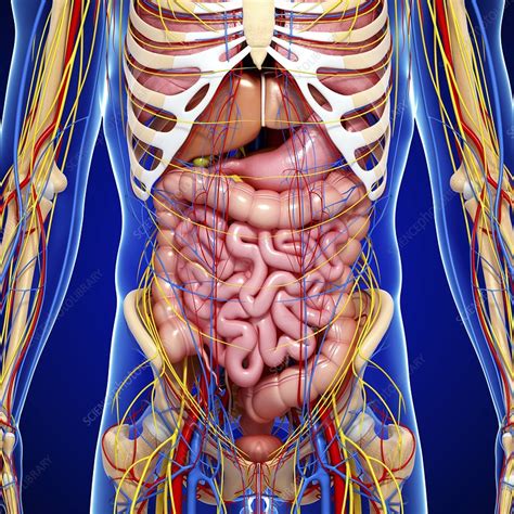 Male anatomy, artwork - Stock Image - F006/0287 - Science Photo Library