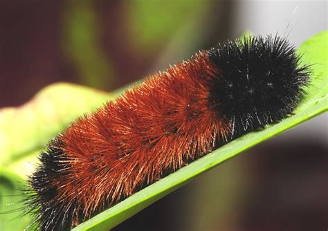 Wooly Caterpillar Moth