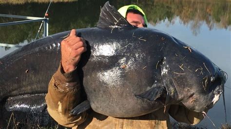 North Carolina Man Nabs 112-Pound Monster Catfish | The Weather Channel