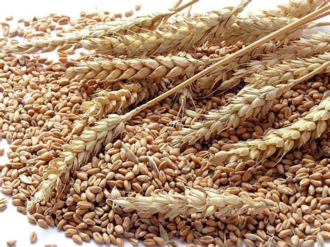 Corn, Grains, and Wheat Quiz | Britannica.com