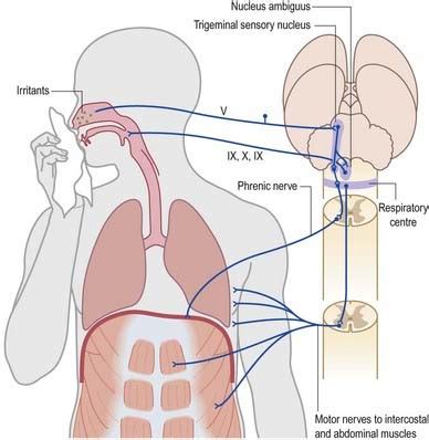 Brain Stem | Neupsy Key