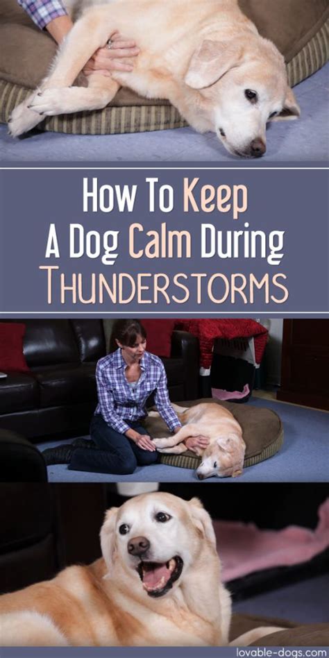 Lovable Dogs How To Keep A Dog Calm During Thunderstorms - Lovable Dogs