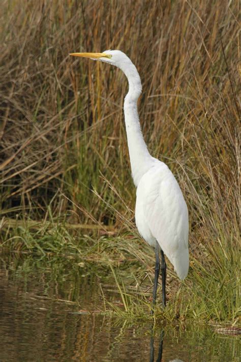 Kiawah Island - Frank W. Baker