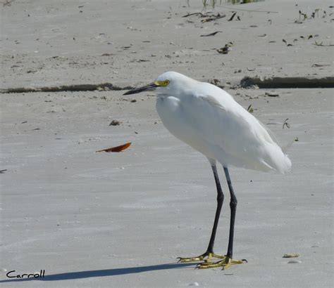 Into the Woods and Elsewhere: Florida beach birds and others