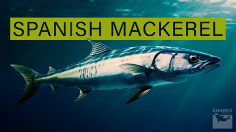 Spanish Mackerel Facts and Information Guide – sharksinfo.com