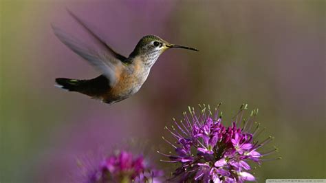 Hummingbird wallpaper | 1920x1080 | #40158