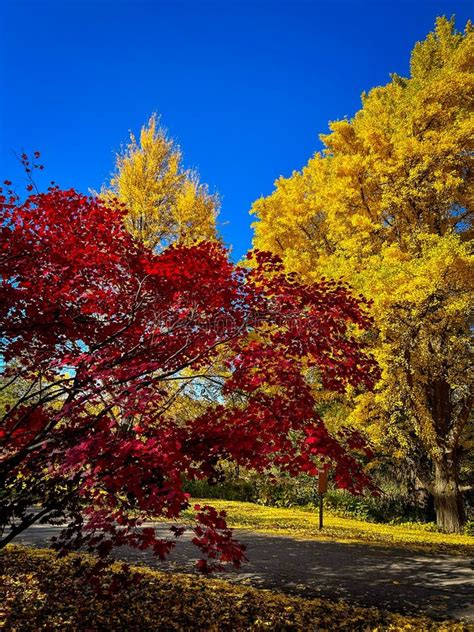 Fall Colors in the Morton Arboretum Stock Photo - Image of season ...