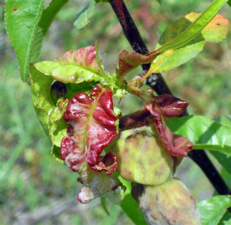 Peach Leaf Curl – Fox Tree Service