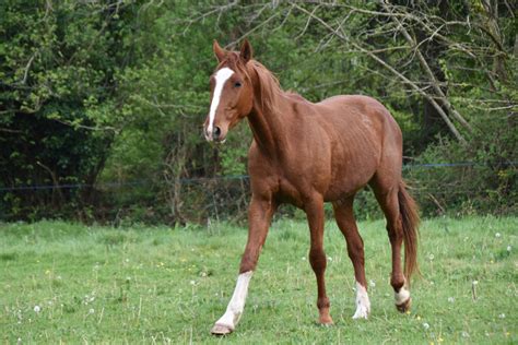 A Comprehensive Guide to Gelding Horses: Health, Procedure, and Aftercare - Horse Speedy