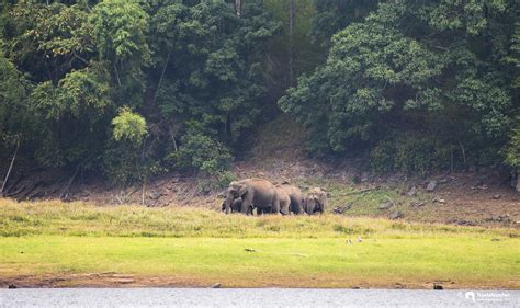 Wildlife Sanctuaries of Kerala | Neelakandan Madavana, Wildlife ...