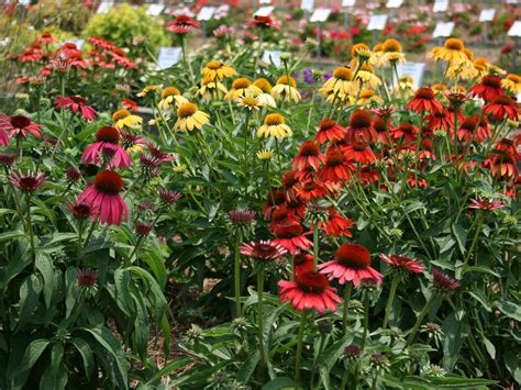 Beautiful and easy-to-grow coneflowers make them a hit | Mississippi ...