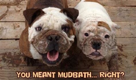 14 Best English Bulldog Memes of All Time