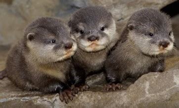 River Otters | Coastal and Marine Laboratory