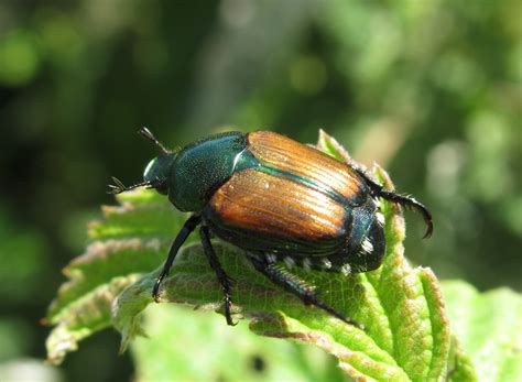 First Report of Japanese Beetles in Missouri This Season - American ...