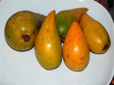 Canistel - World Crops Database - Tropical fruits