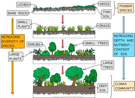 Ecological Succession (HL) | HL IB Biology Revision Notes 2025