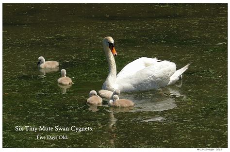 Swan Lovers