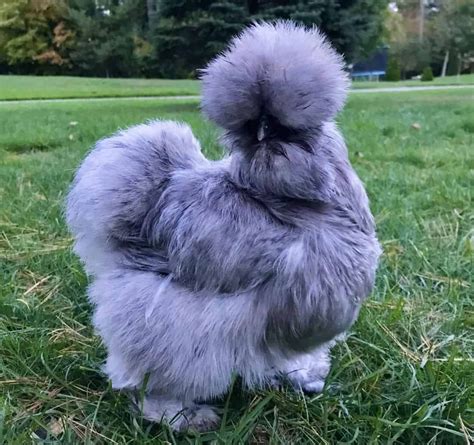 9 Blue Chicken Breeds – Chickens With Blue Feathers | Pet chickens, Silkie chickens, Blue chicken