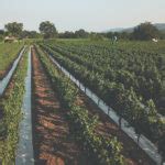 View of Napa Valley Vineyard | Herzog Wine Cellars