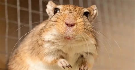 What Are the Best Gerbil Cages and Enclosures? - LittleGrabbies