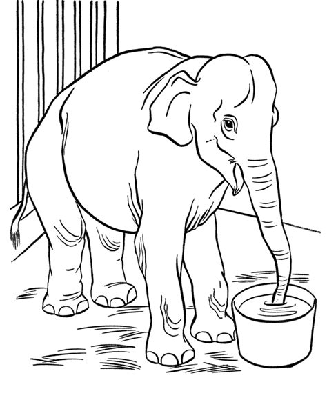 Desenho de Elefante no zoológico para colorir - Tudodesenhos