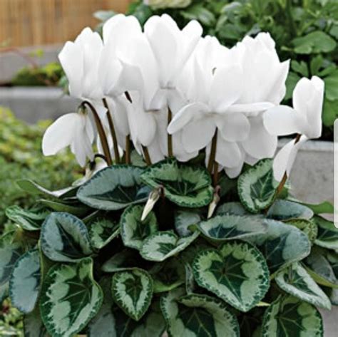 White Cyclamen | White flowers garden, White gardens, Garden express