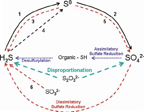 The biological sulfur cycle with roles of bacteria identified. Solid ...