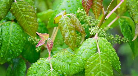 How to get rid of poison ivy: remove this weed for a safer garden ...