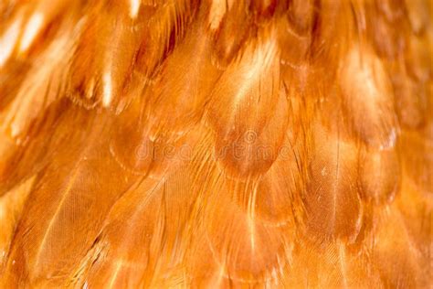 A Close-up of Red Chicken Feathers Stock Image - Image of decorative, color: 101920743