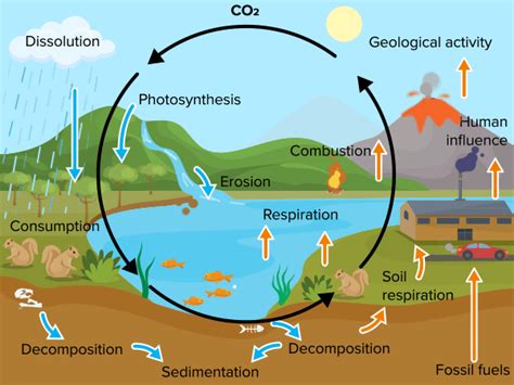 Flexi answers - What is the significance of carbon dioxide? | CK-12 Foundation