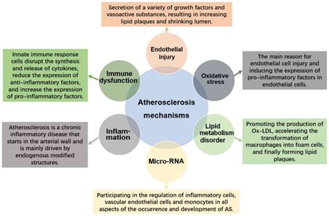 Mechanism overview and target mining of atherosclerosis: Endothelial ...