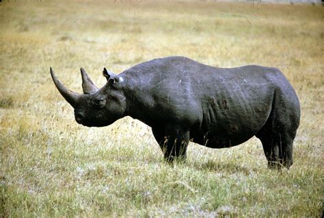 Are rhinoceros extinct - diagaret