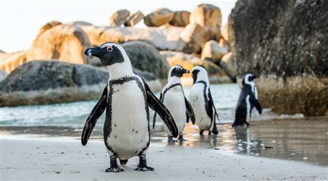 What Is the African Penguin? Why Is it Endangered? - Earth.com